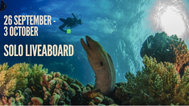 Brothers Daedalus Elphinstone Liveaboard | Solo Diver Friendly Red Sea Safari | Egypt